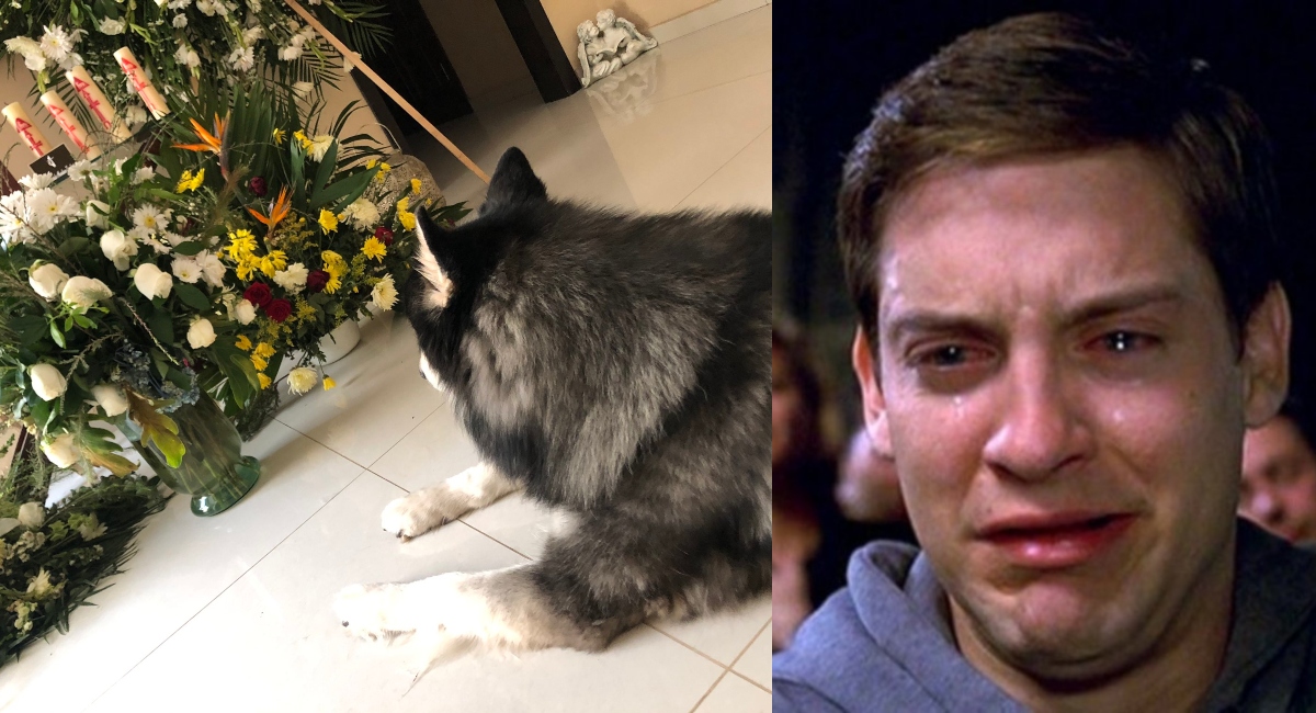 Perro no se separa de su dueño tras su muerte: Fotos