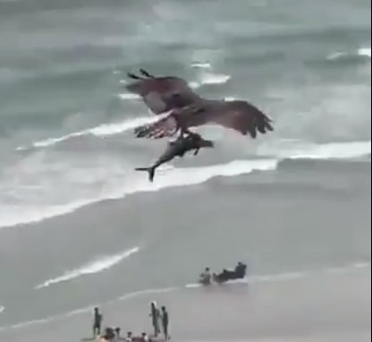 Video aguila debora a tiburón