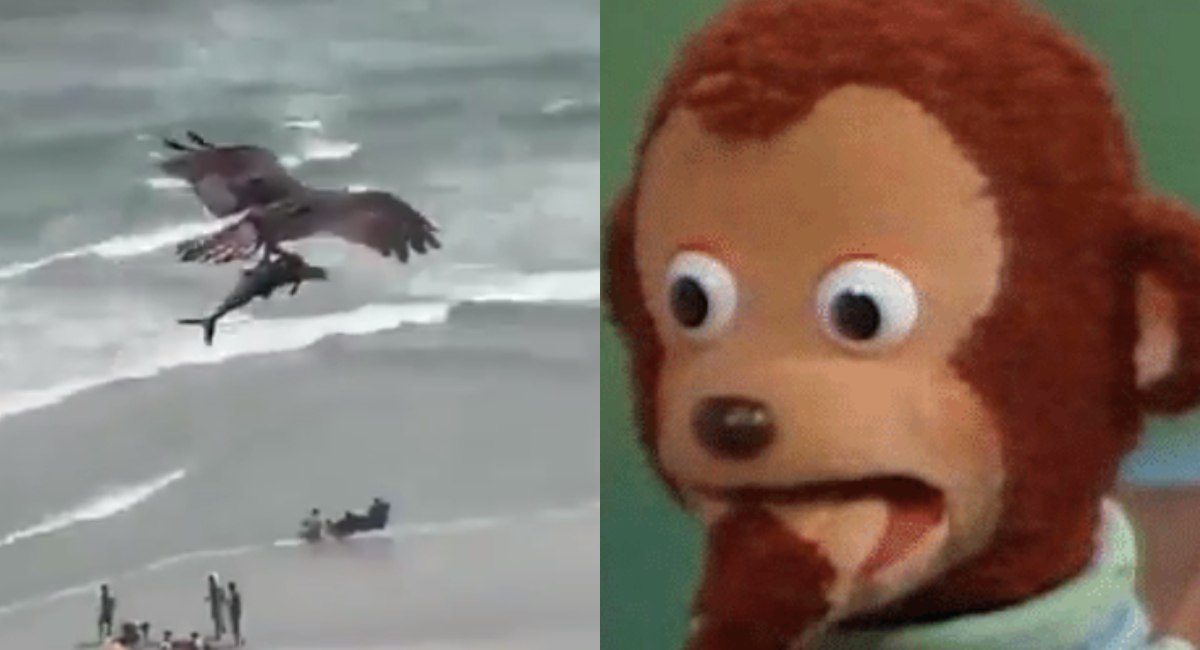 Aguila debora a tiburón en video