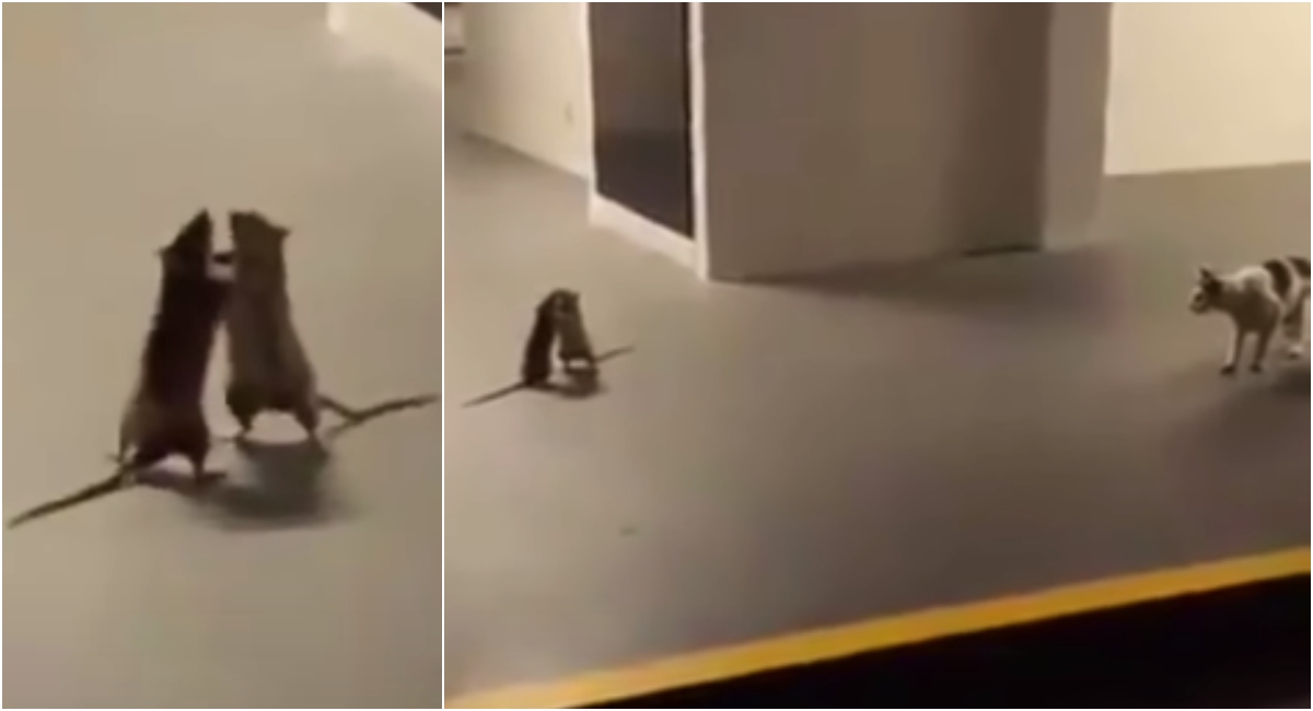 Video: Un gato observa impresionado una intensa batalla entre 2 ratas