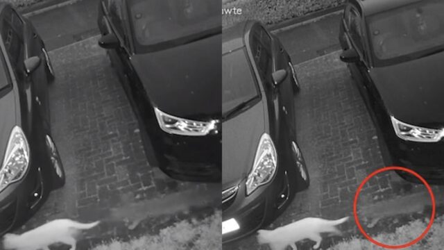 Video: Captan a gato fantasma persiguiendo a otro gatito