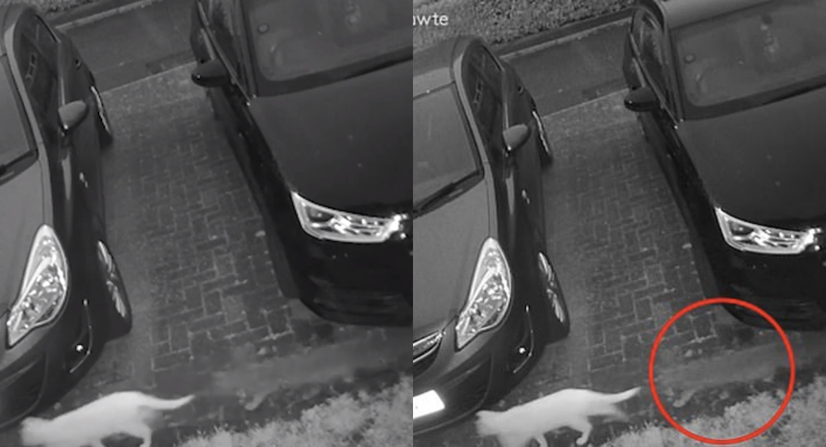 Video: Captan a gato fantasma persiguiendo a otro gatito