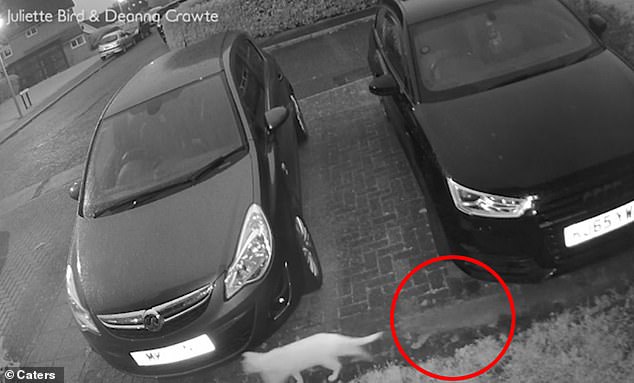 Video: Captan a gato fantasma persiguiendo a otro gatito