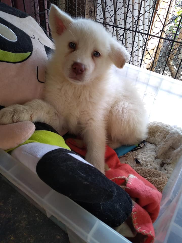 Niño abandona a su perrito Simón en albergue porque su papá le pegaba 