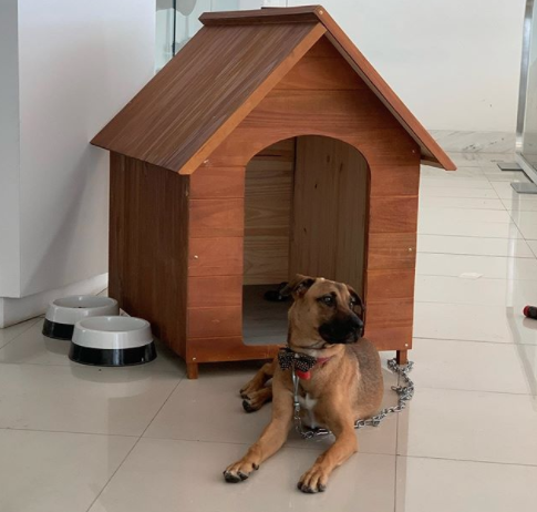 Perro se convierte empleado de agencia de autos: Fotos