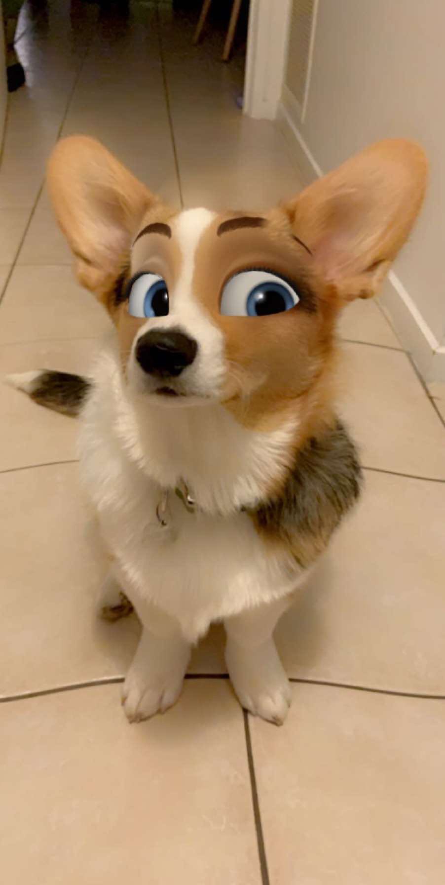 Crean Filtro para Perros que los convierte en personajes de caricatura y se ven adorables