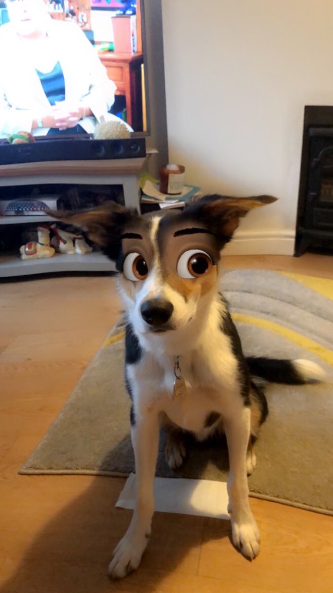 Crean Filtro para Perros que los convierte en personajes de caricatura y se ven adorables