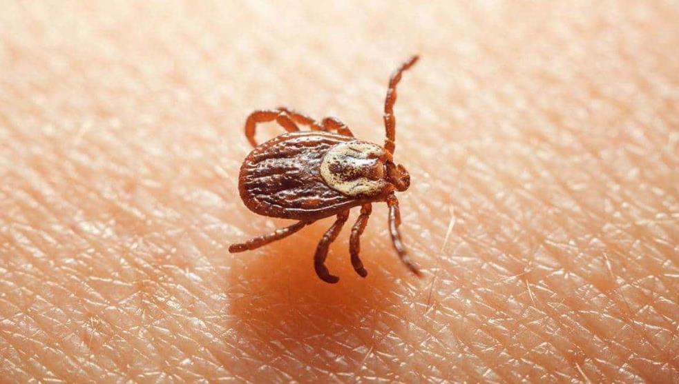 Bunyavirus el nuevo virus mortal resurgido en China