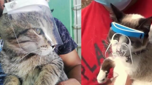 Crean caretunas, caretas para gato para protegerlos Covid
