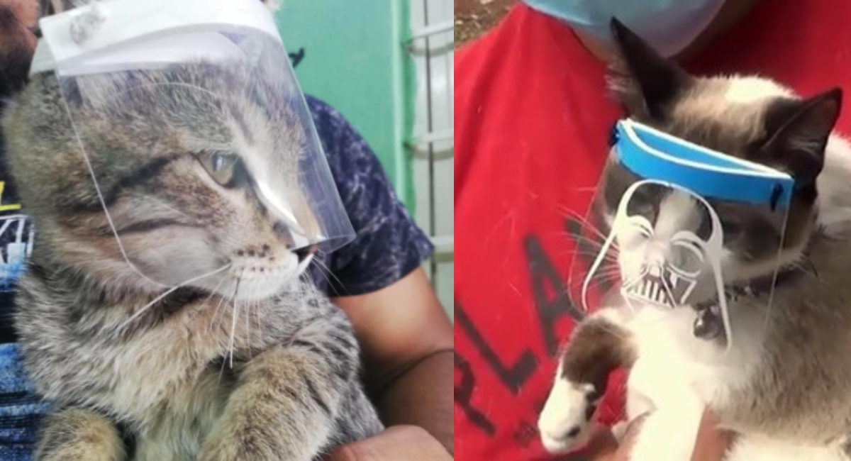 Crean caretunas, caretas para gato para protegerlos Covid