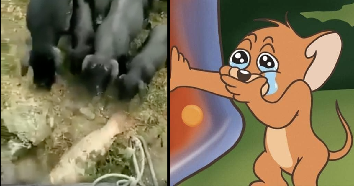 Cui-cui-dado, amigo: Puerquitos salvan a pez y lo regresan al agua