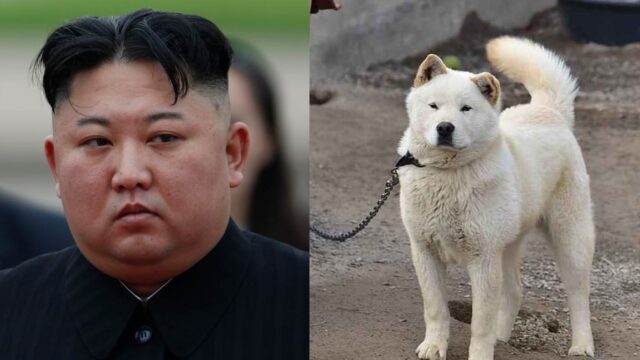 Kim Jong-un prohibe tener perros en Corea del Norte
