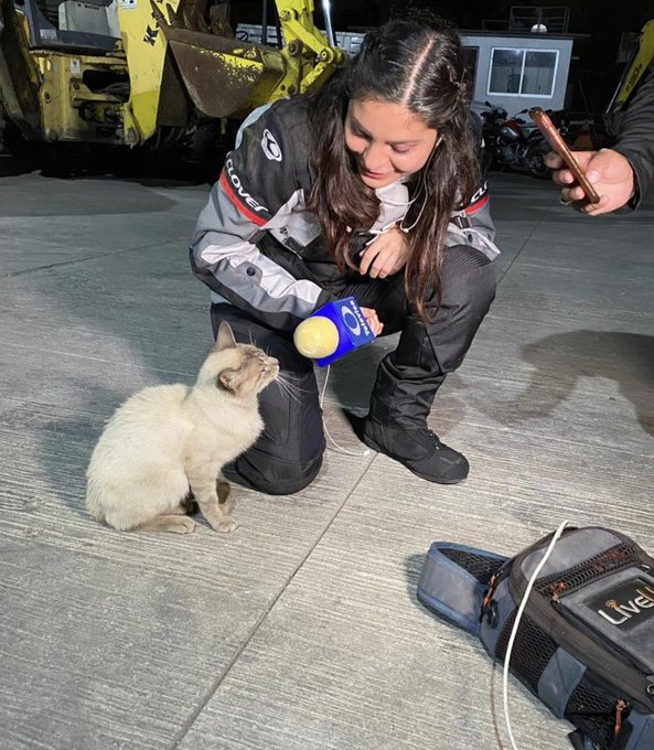 Reportera entrevista a un gato de la calle se hace viral
