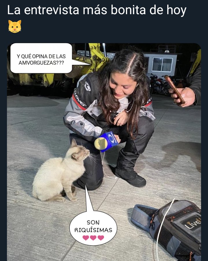 Reportera entrevista a un gato de la calle se hace viral