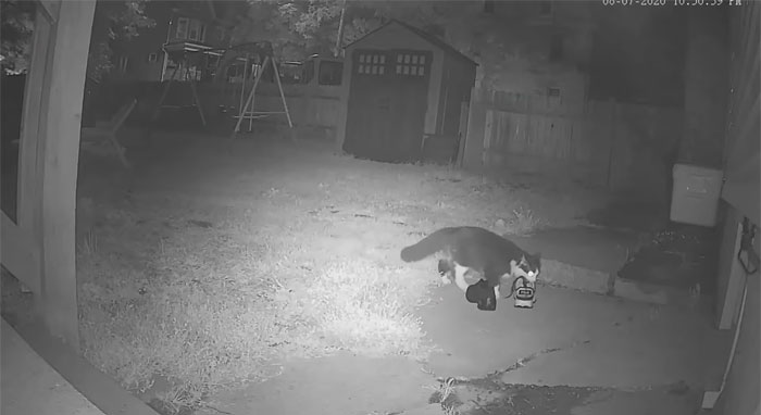 Gato robazapatos y su dueño los regresa por Facebook