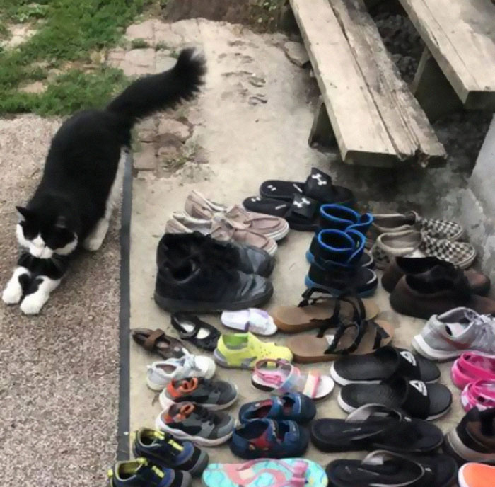 Gato robazapatos y su dueño los regresa por Facebook