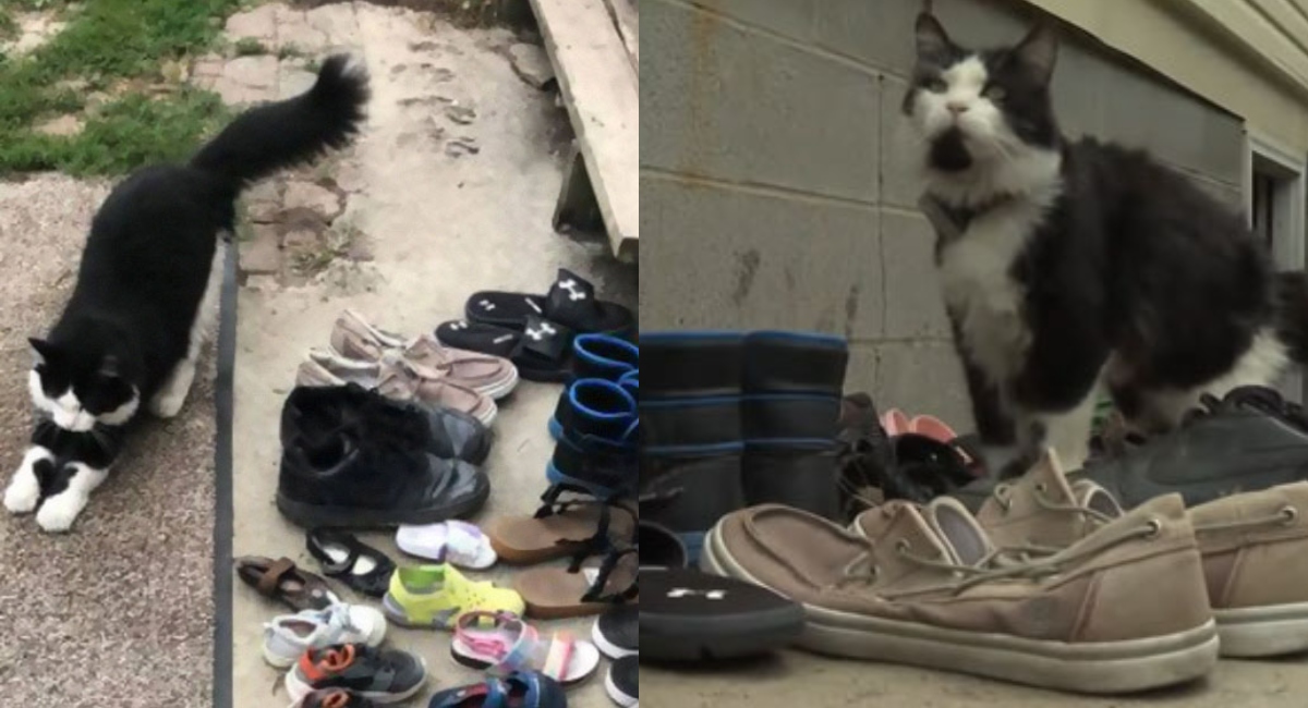 Gato robazapatos y su dueño los regresa por Facebook