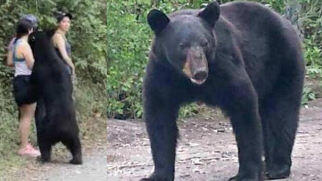 Oso de Parque Chipinque fue castrado sin motivo alguno
