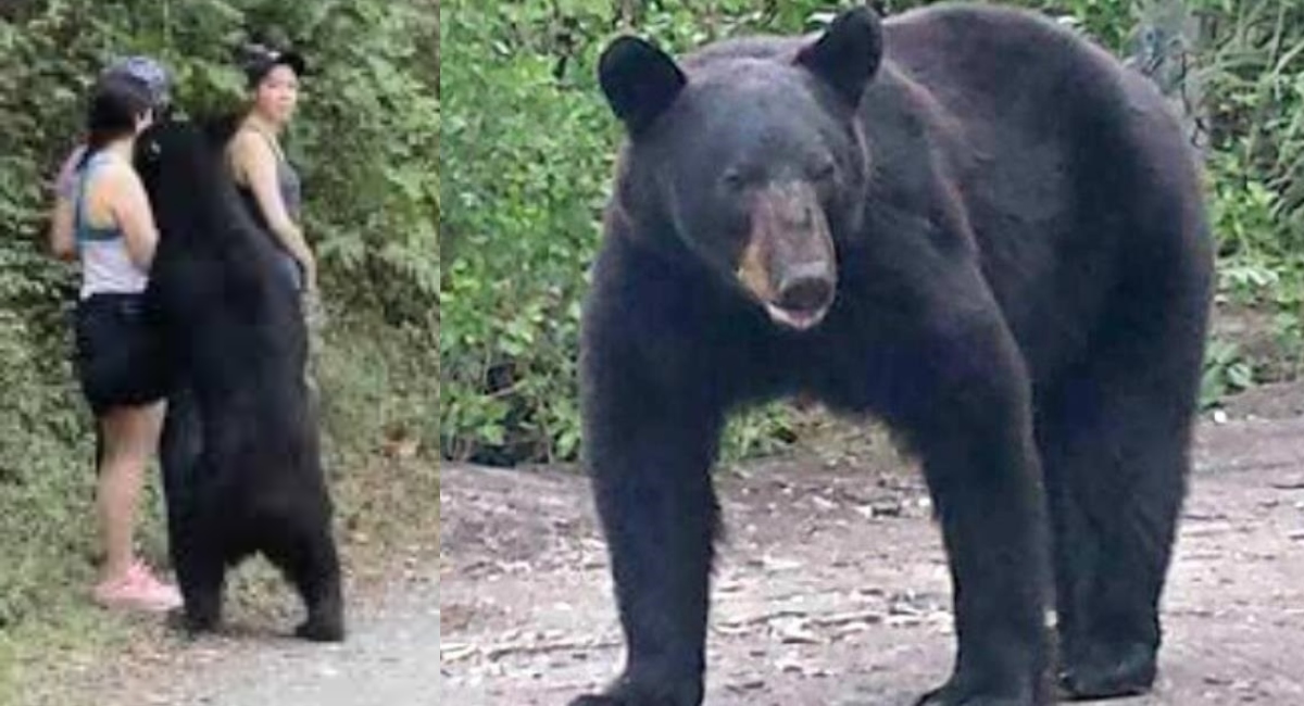 Oso de Parque Chipinque fue castrado sin motivo alguno