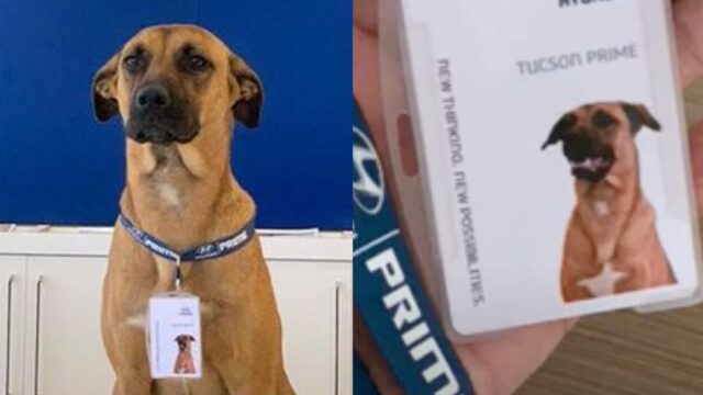 Perro se convierte empleado de agencia de autos: Fotos