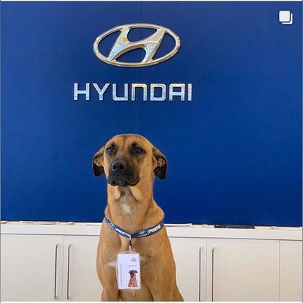 Perro se convierte empleado de agencia de autos: Fotos