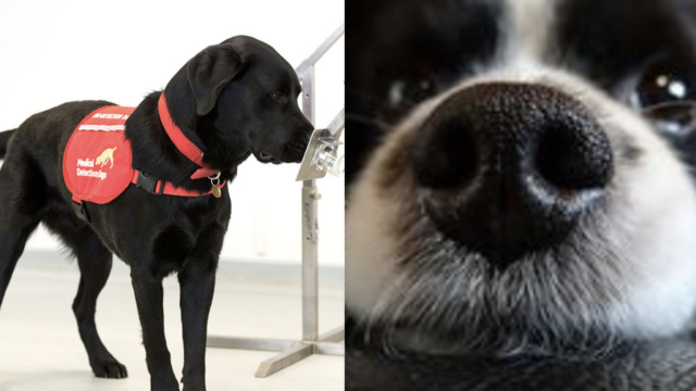 Entrenan perritos para detectar covid y podrÃ­an salvarnos del Coronavirus