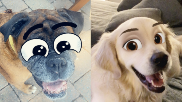 Crean Filtro para Perros que los convierte en personajes de caricatura y se ven adorables