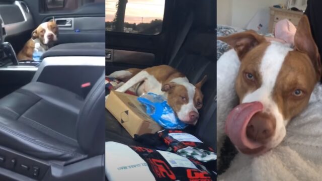 Perro se esconde en camioneta para que lo adopten