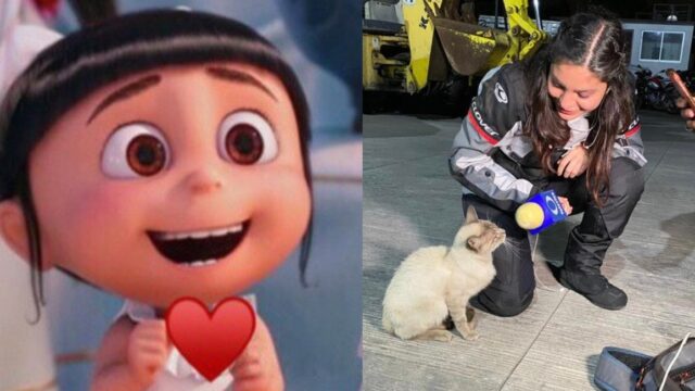 Reportera entrevista a un gato de la calle se hace viral