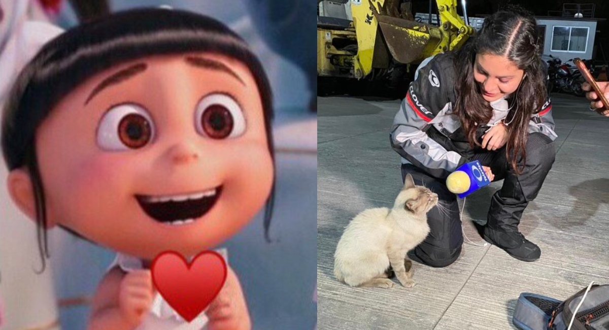 Reportera entrevista a un gato de la calle se hace viral