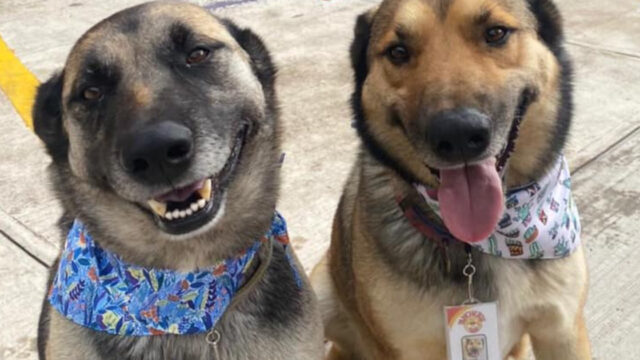 Restaurante de Toluca contrata perros como sus meseros