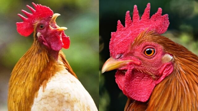 Mata a un gallo por cantar muy temprano; exigen justicia