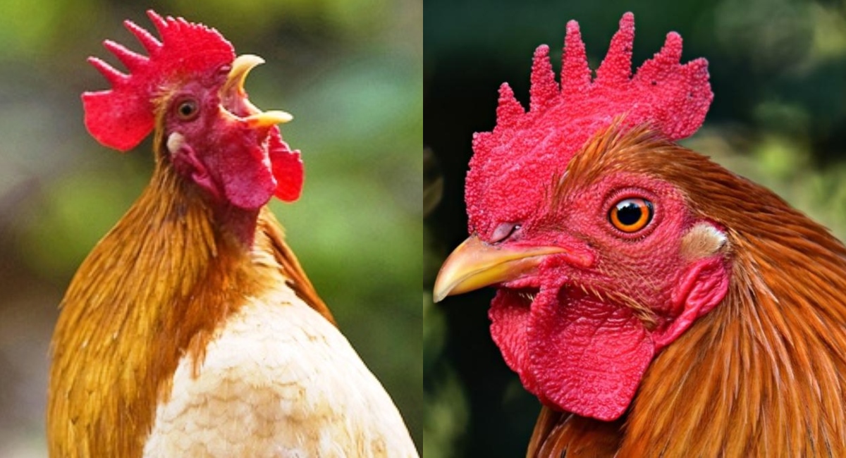 Mata a un gallo por cantar muy temprano; exigen justicia