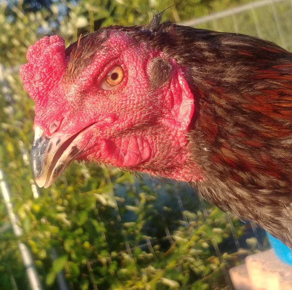 Mata a un gallo por cantar muy temprano; exigen justicia