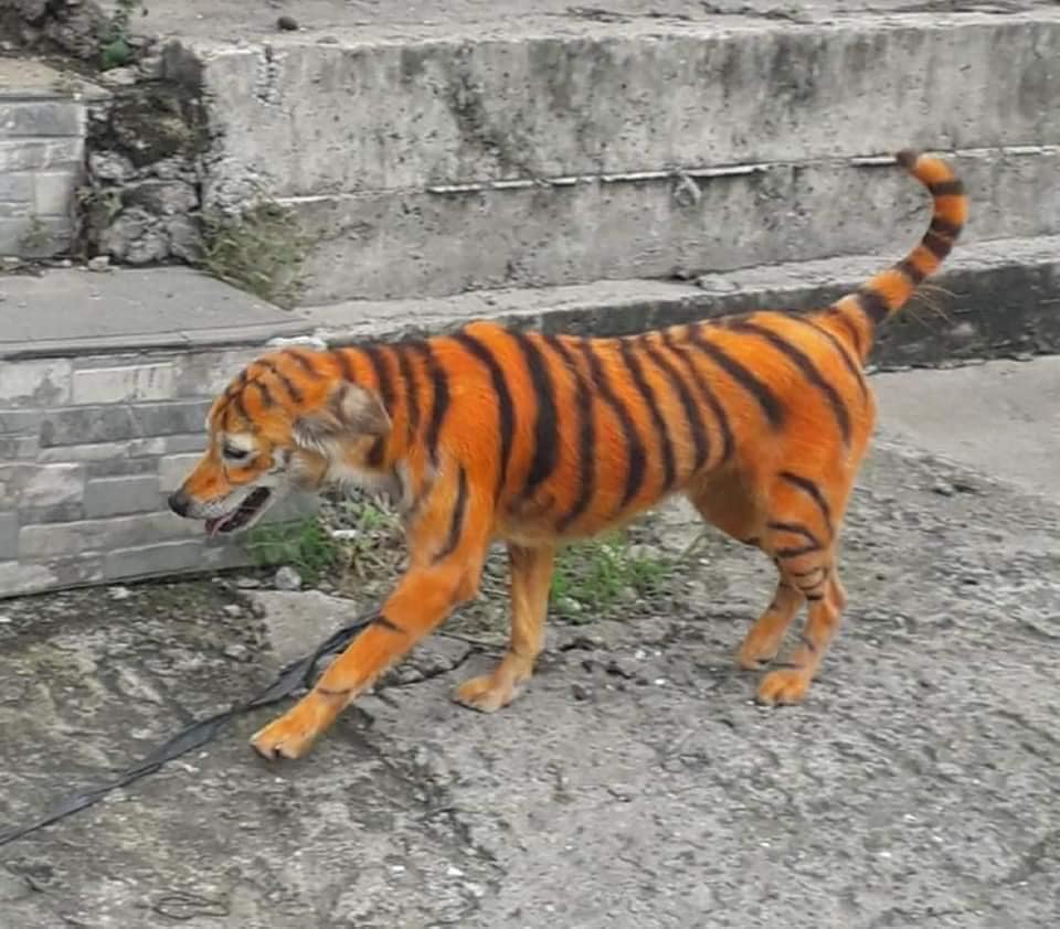 Asociación busca a un perrito que pintaron como tigre para salvarlo