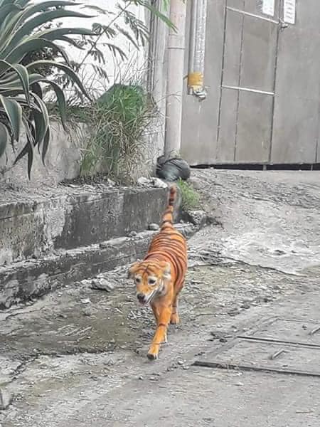 Asociación busca a un perrito que pintaron como tigre para salvarlo