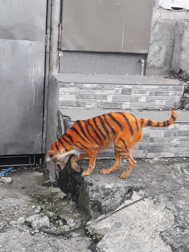 Asociación busca a un perrito que pintaron como tigre para salvarlo