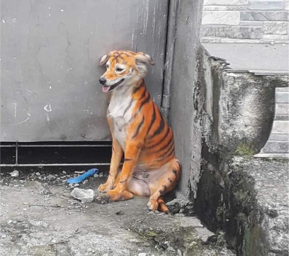 Asociación busca a un perrito que pintaron como tigre para salvarlo