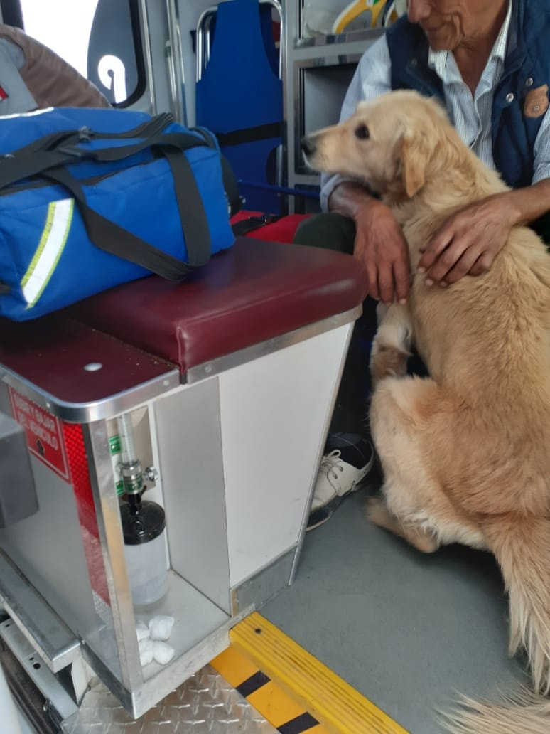 Perito se niega a abandonar a su dueño que se desmayó