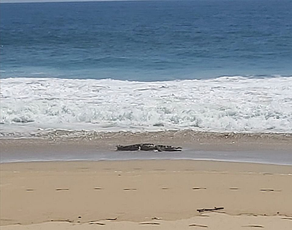 Enorme cocodrilo aparece en las playas de Acapulco y asusta a los habitantes