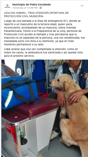 Perito se niega a abandonar a su dueño que se desmayó