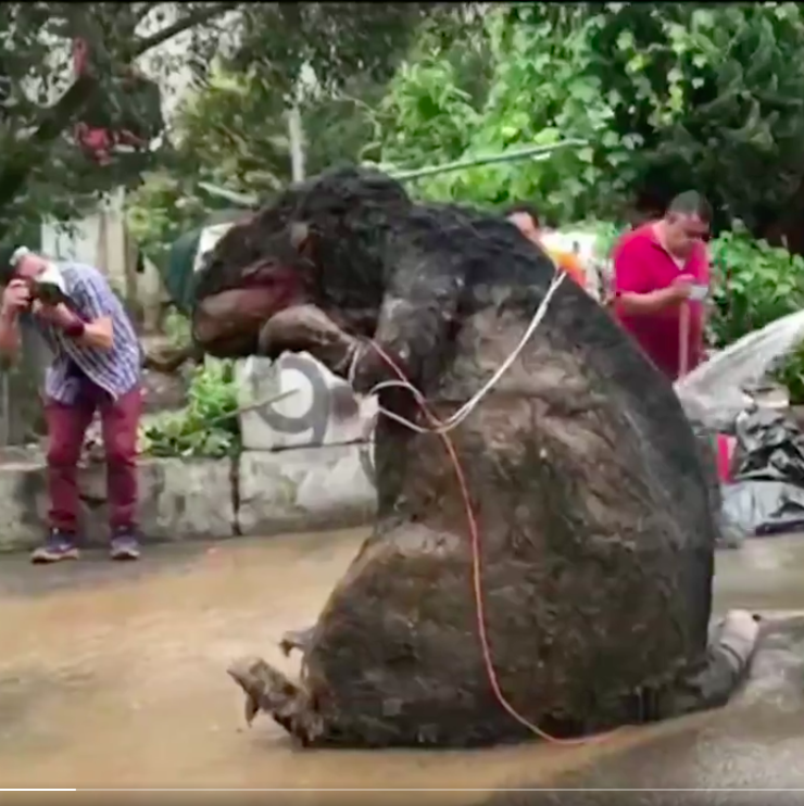 Encuentran a rata gigante en coladeras de la Ciudad de México
