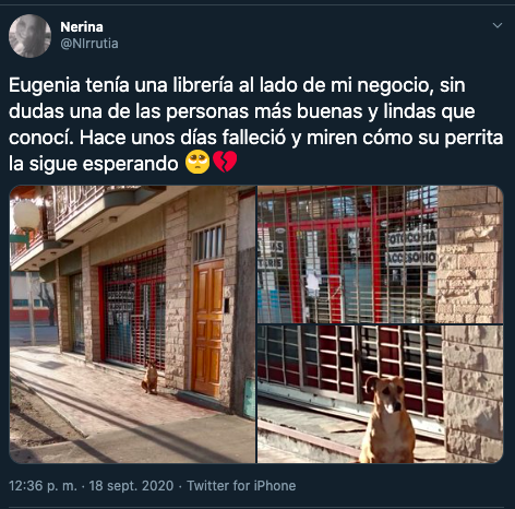 Bianca, la perrita que espera a su dueña fuera de su negocio a pesar de que murió hace una semana