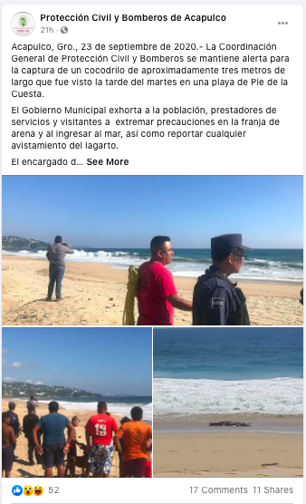 Enorme cocodrilo aparece en las playas de Acapulco y asusta a los habitantes