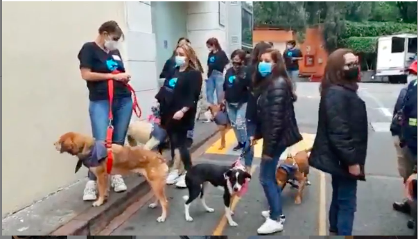 Perritos en adopción de Yadhira Carrillo
