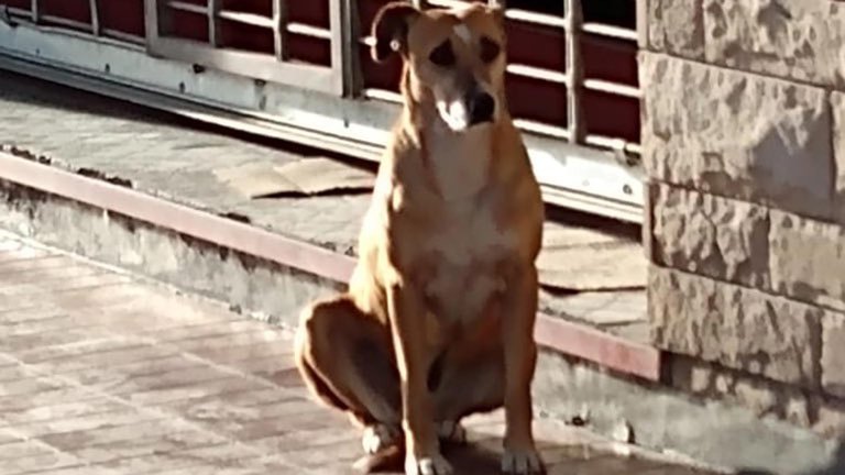 Bianca, la perrita que espera a su dueña fuera de su negocio a pesar de que murió hace una semana