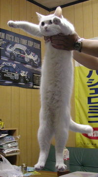 Muere Nobiko, el famoso gato del meme "Longcat"