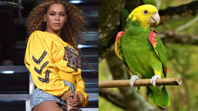 Loro Imita a Beyoncé