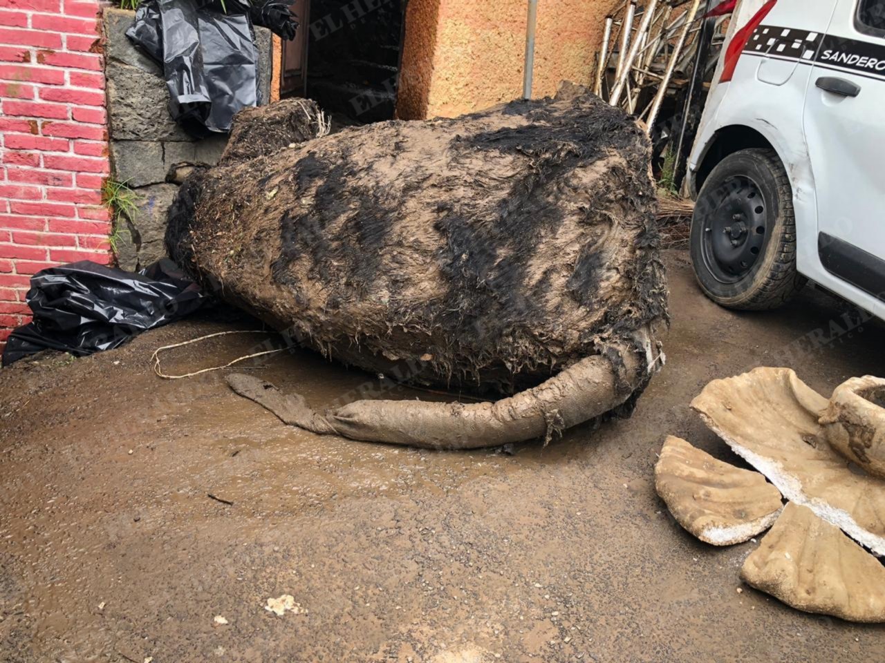 Encuentran a rata gigante en coladeras de la Ciudad de México