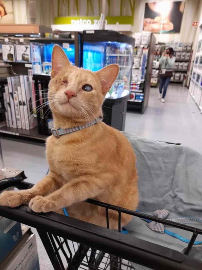 Gato vende cupcakes para salvar su ojo y no quedar ciego